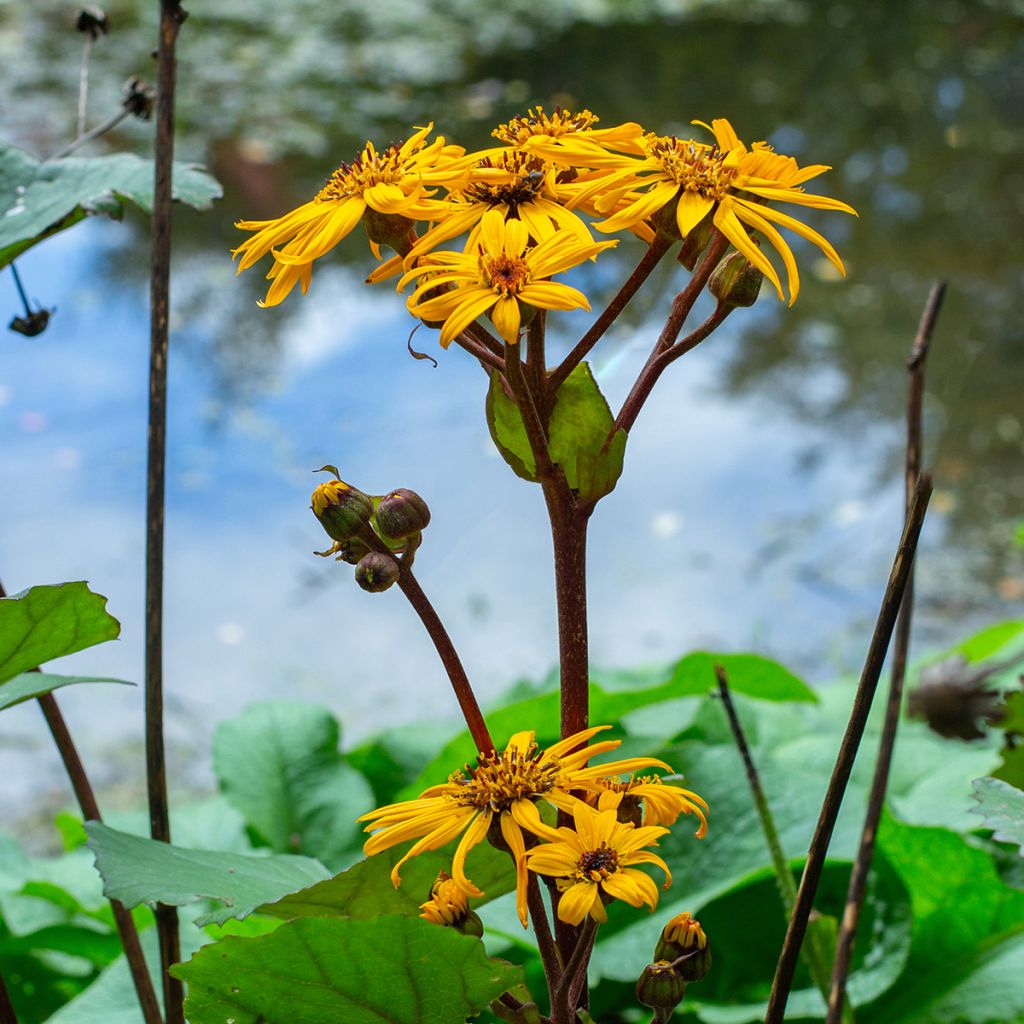 Ligularia dentata Desdemona - Kruiskruid