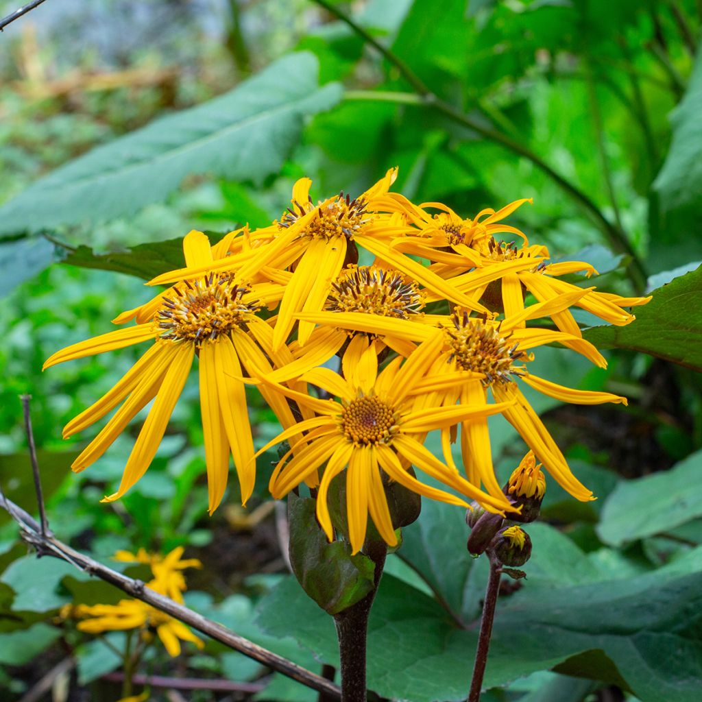 Ligularia dentata Desdemona - Kruiskruid
