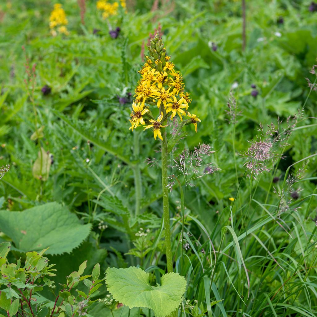 Ligularia fischeri - Kruiskruid