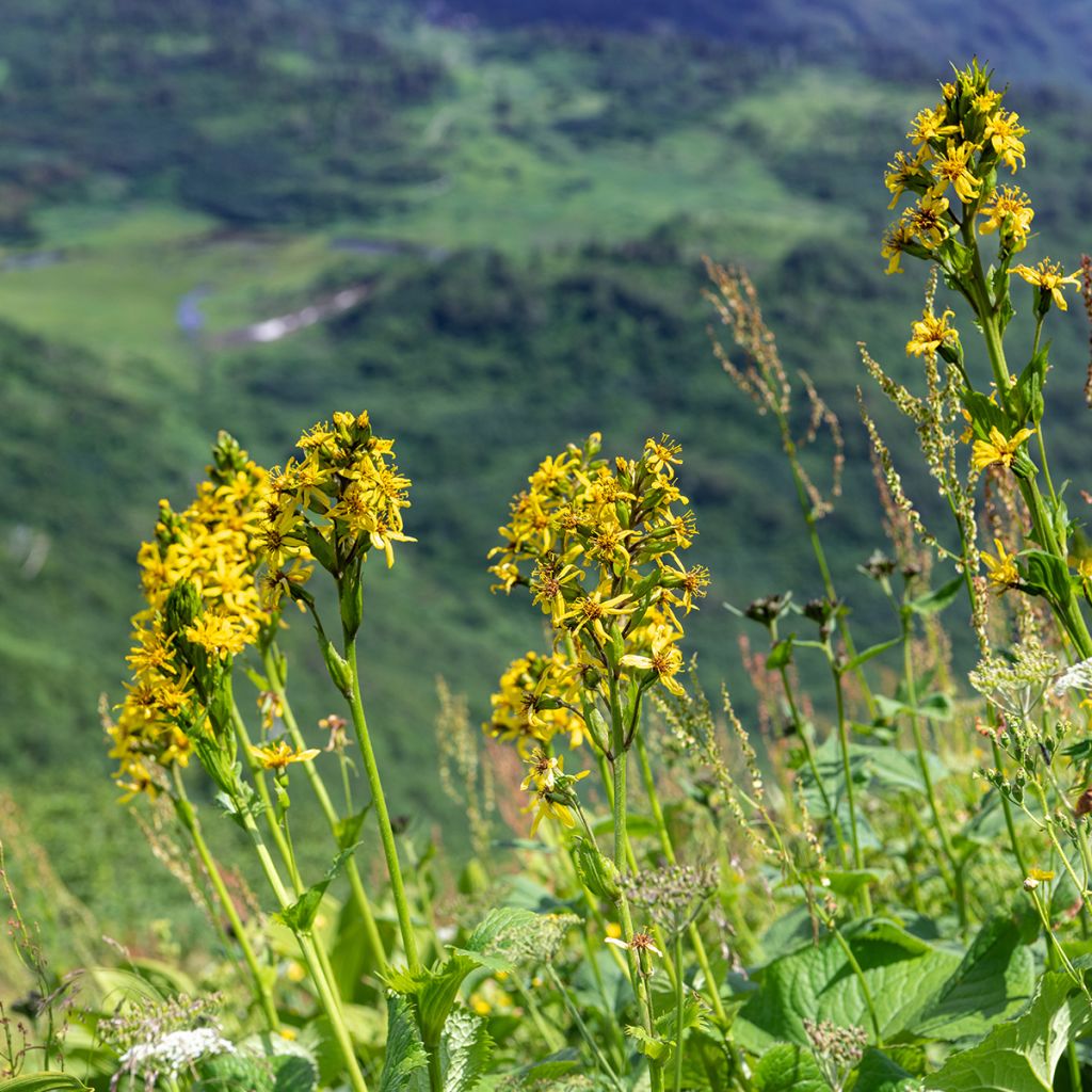 Ligularia fischeri - Kruiskruid