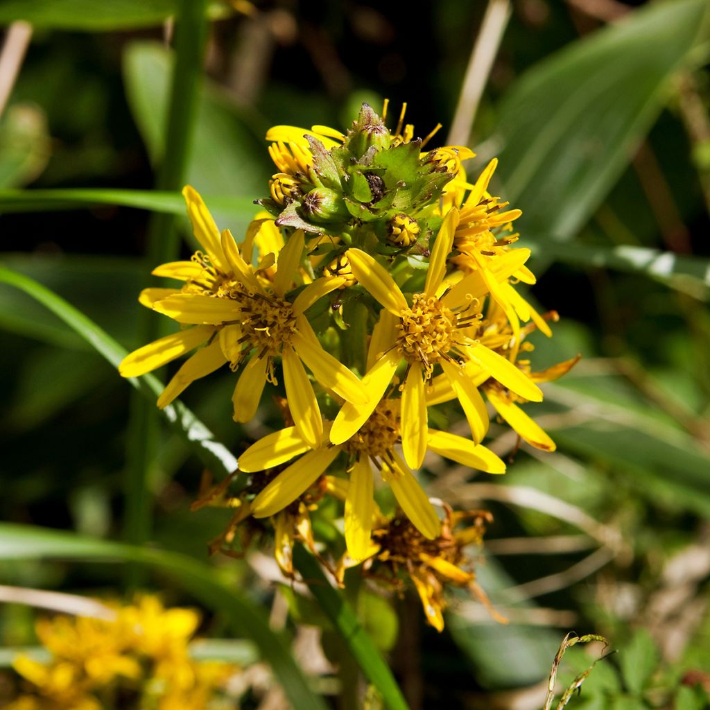 Ligularia fischeri - Kruiskruid