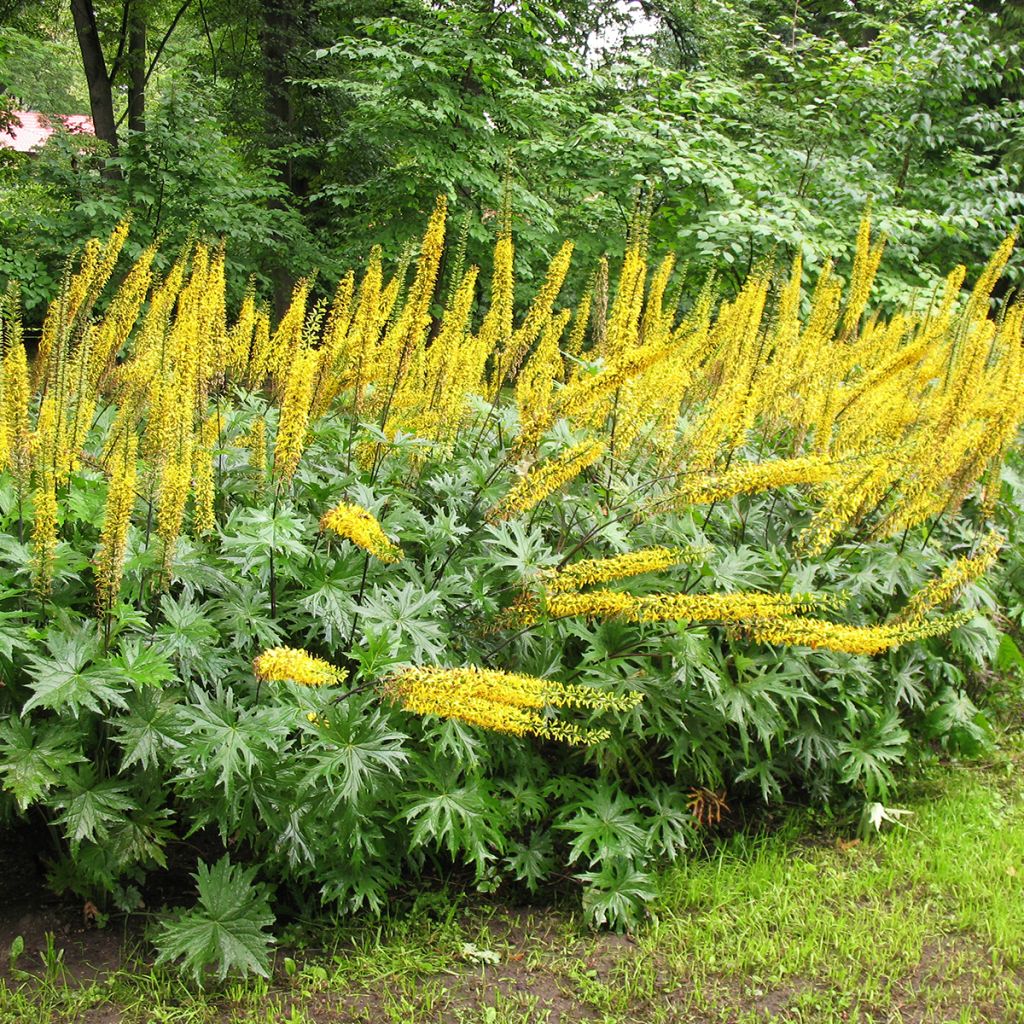 Ligularia przewalskii - Kruiskruid