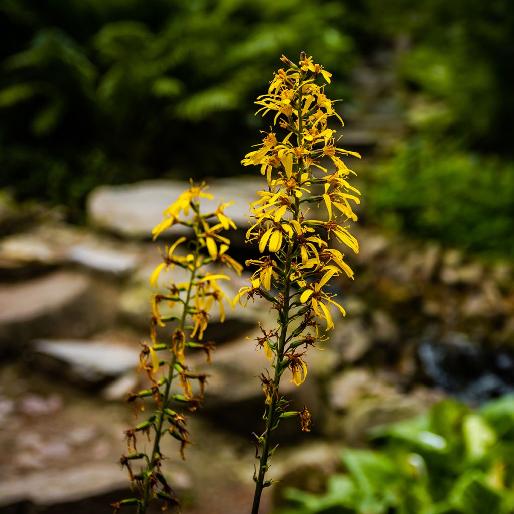 Ligularia sibirica - Kruiskruid