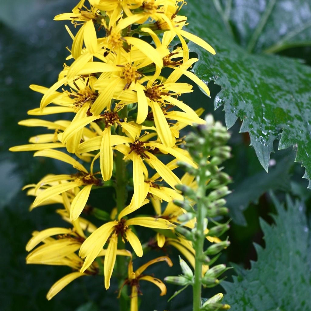 Ligularia stenocephala - Kruiskruid