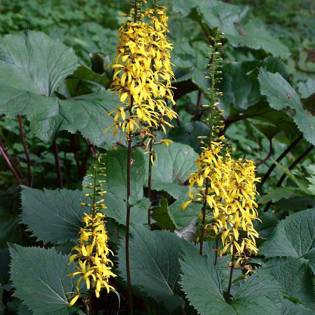 Ligularia stenocephala - Kruiskruid