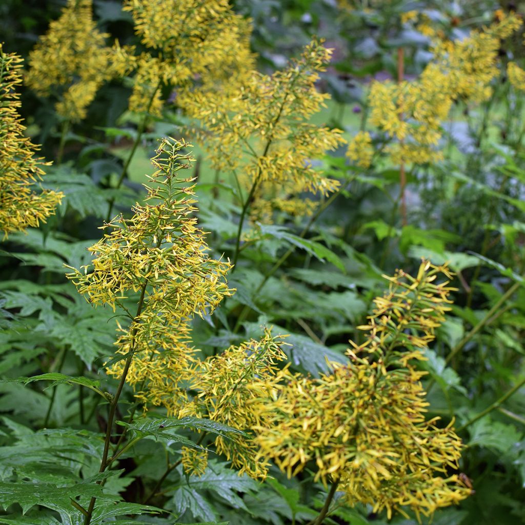 Ligularia tangutica - Kruiskruid