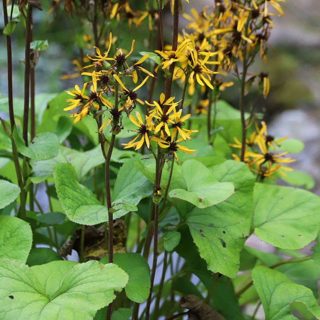 Ligularia hessei Lanternchen - Kruiskruid