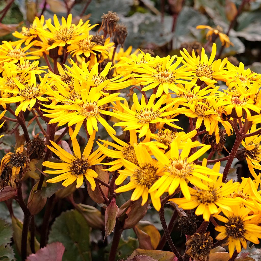 Ligularia dentata Britt-Marie Crawford - Kruiskruid