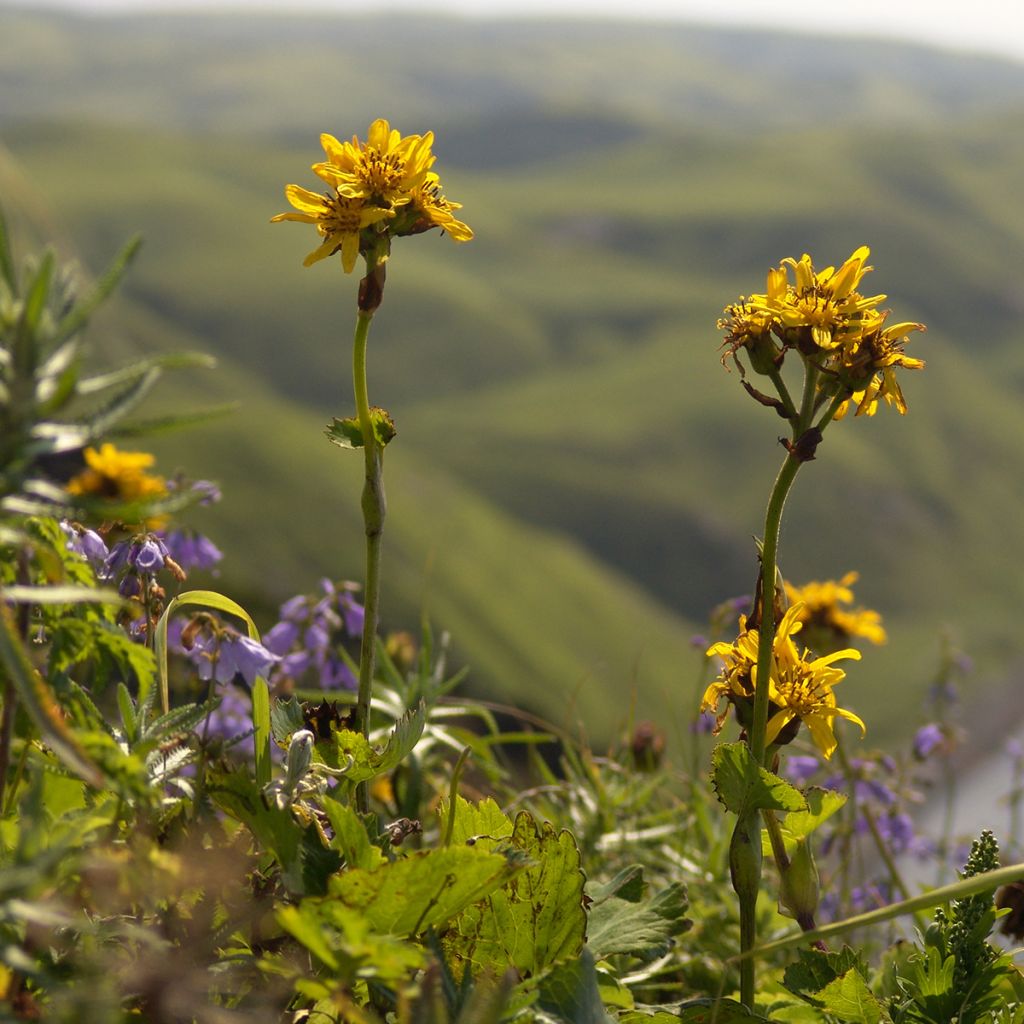 Ligularia hodgsonii - Kruiskruid