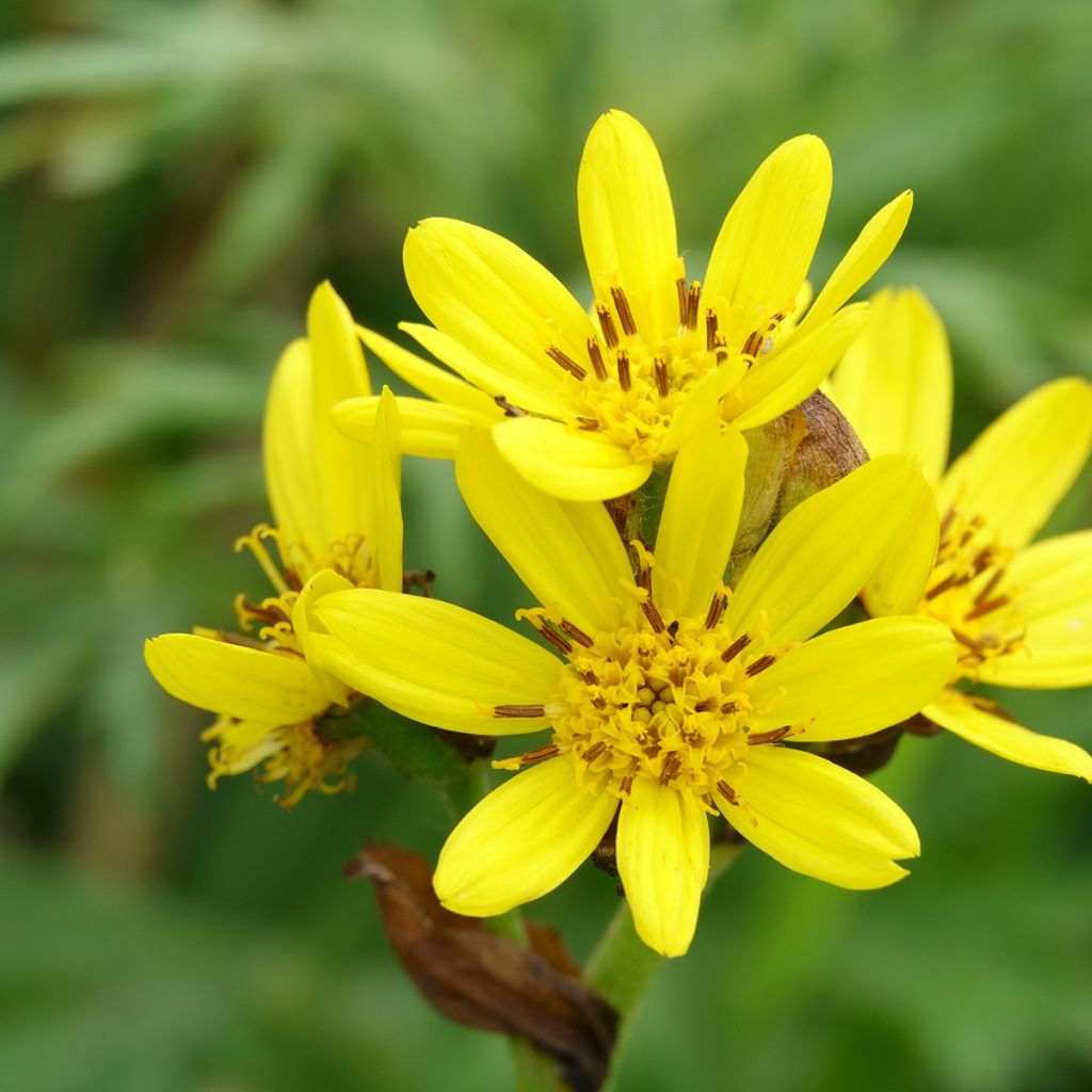 Ligularia hodgsonii - Kruiskruid