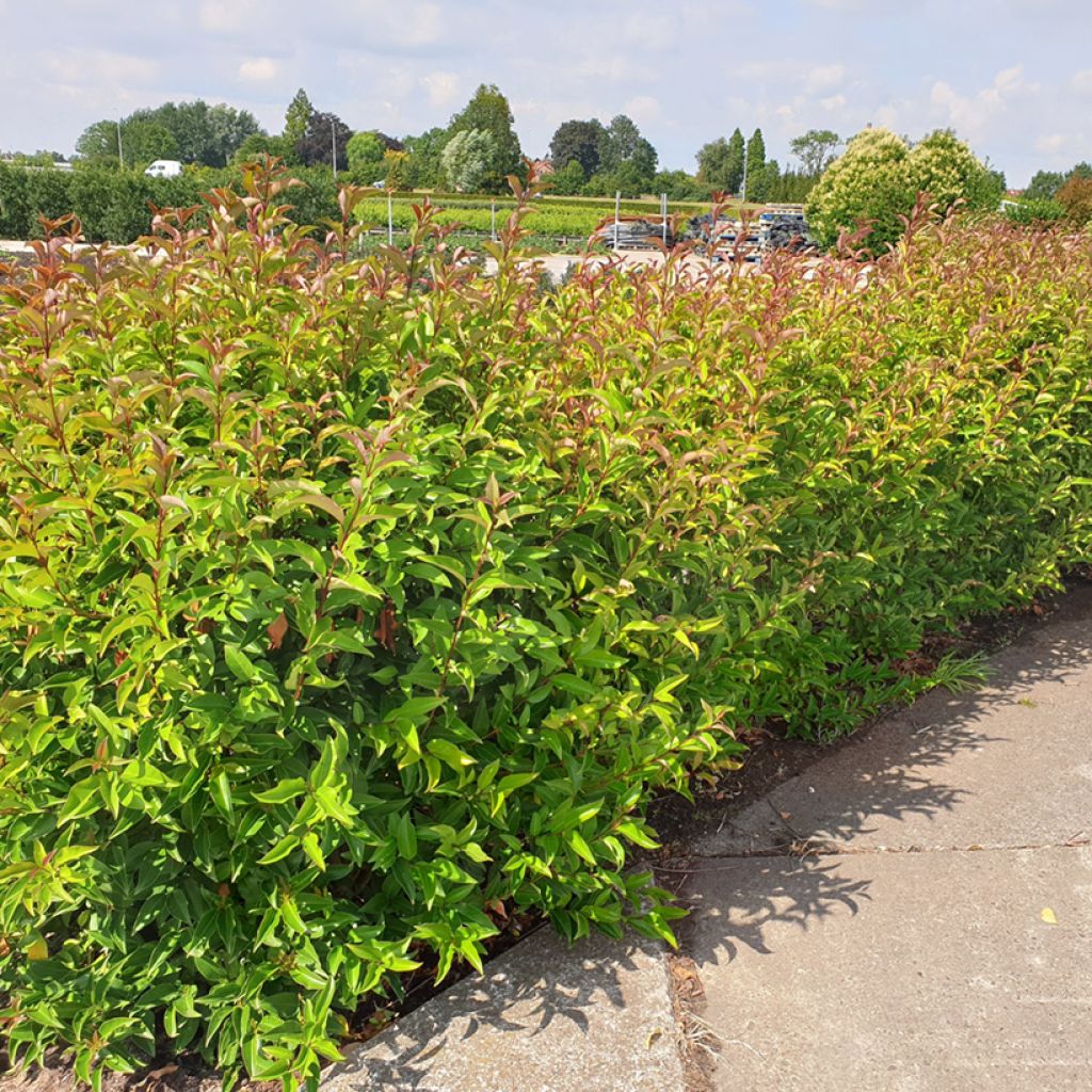 Ligustrum lucidum Green Screen - Chinese liguster