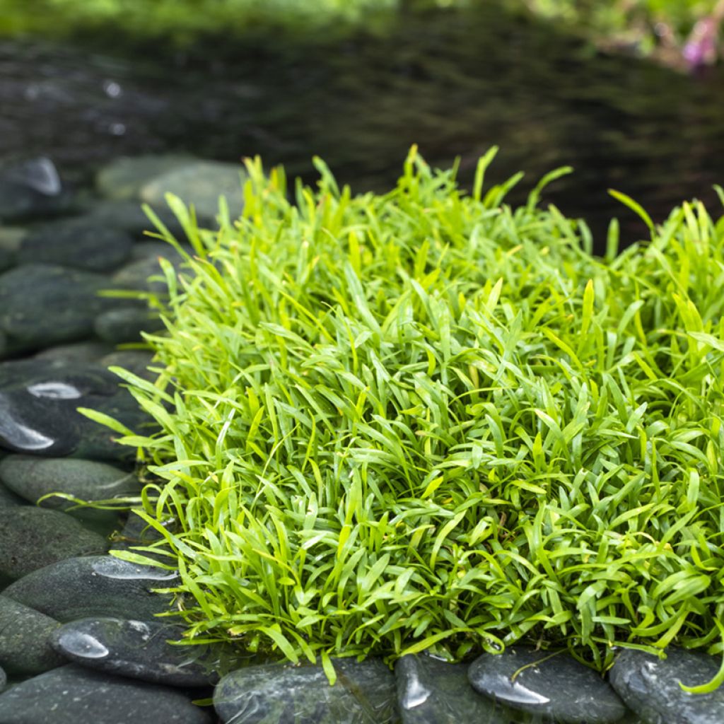 Lilaeopsis brasiliensis - Braziliaanse grasplant