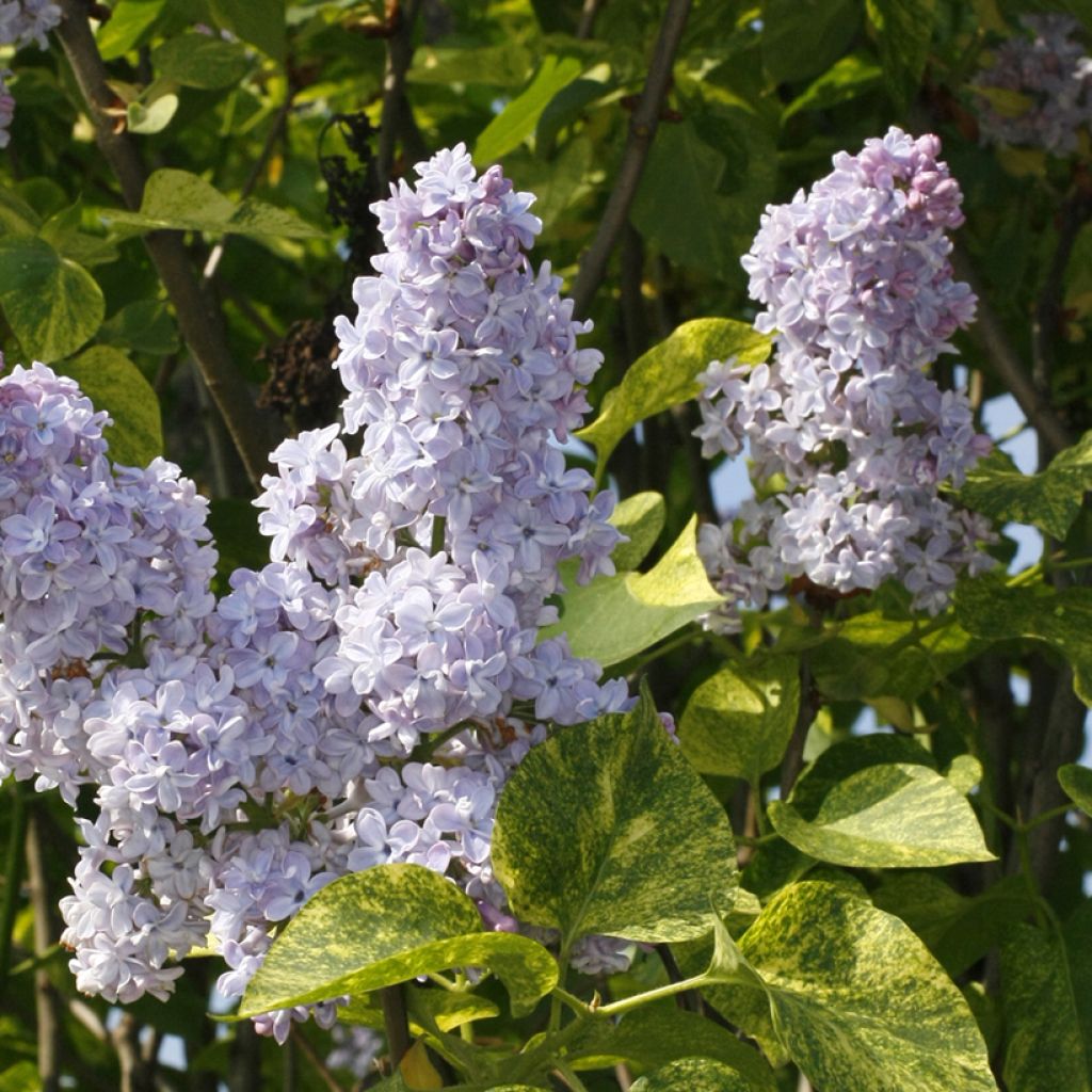 Syringa vulgaris Aucubaefolia - Gewone sering