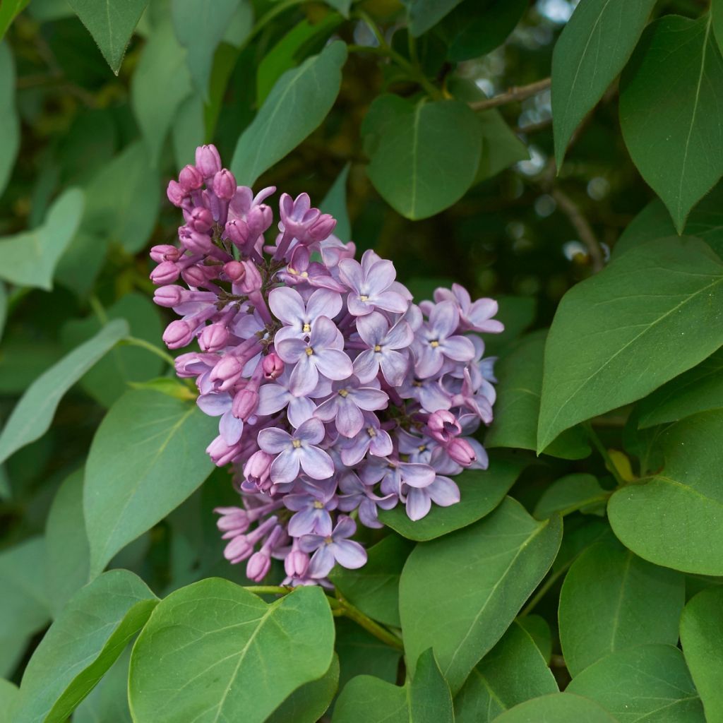 Syringa vulgaris - Gewone sering