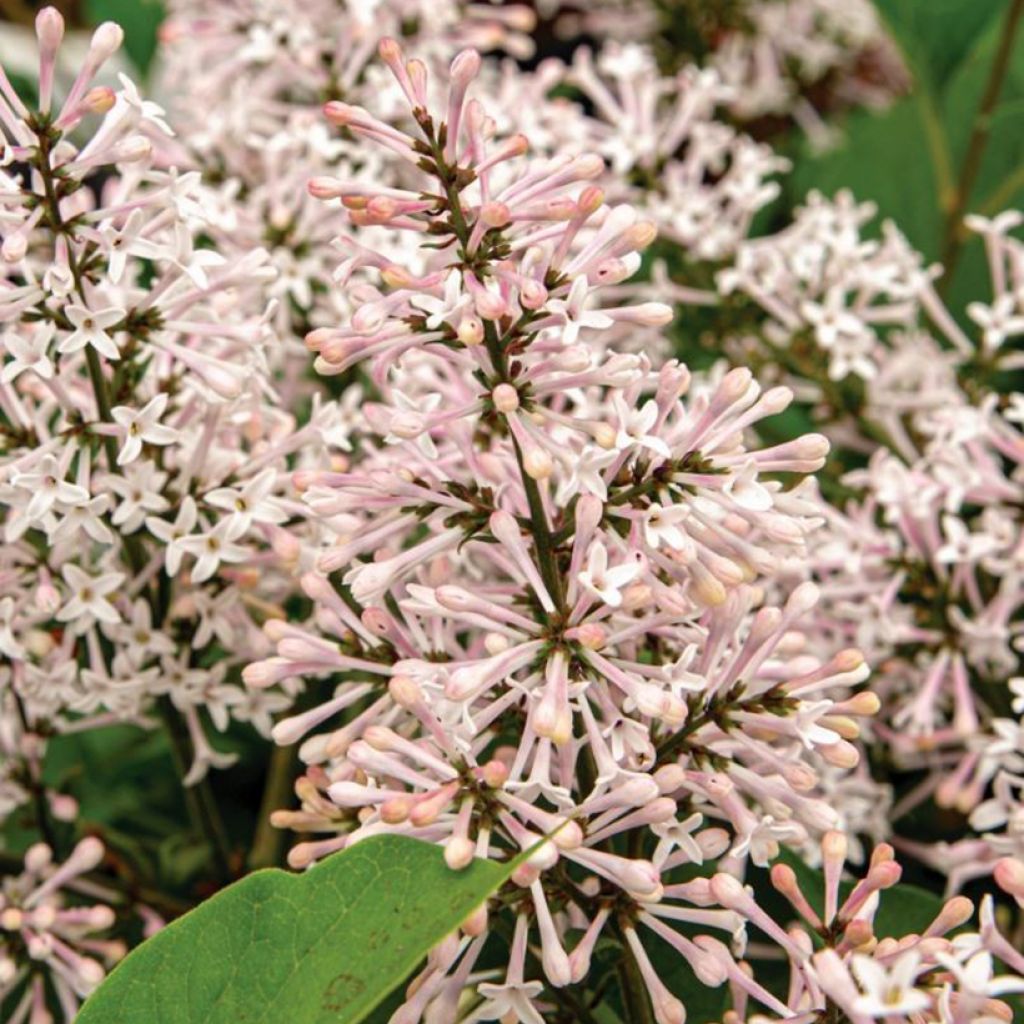 Syringa patula Dream Cloud - Dwergsering