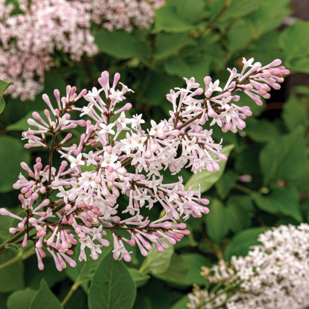 Syringa patula Violet Uprising - Dwergsering