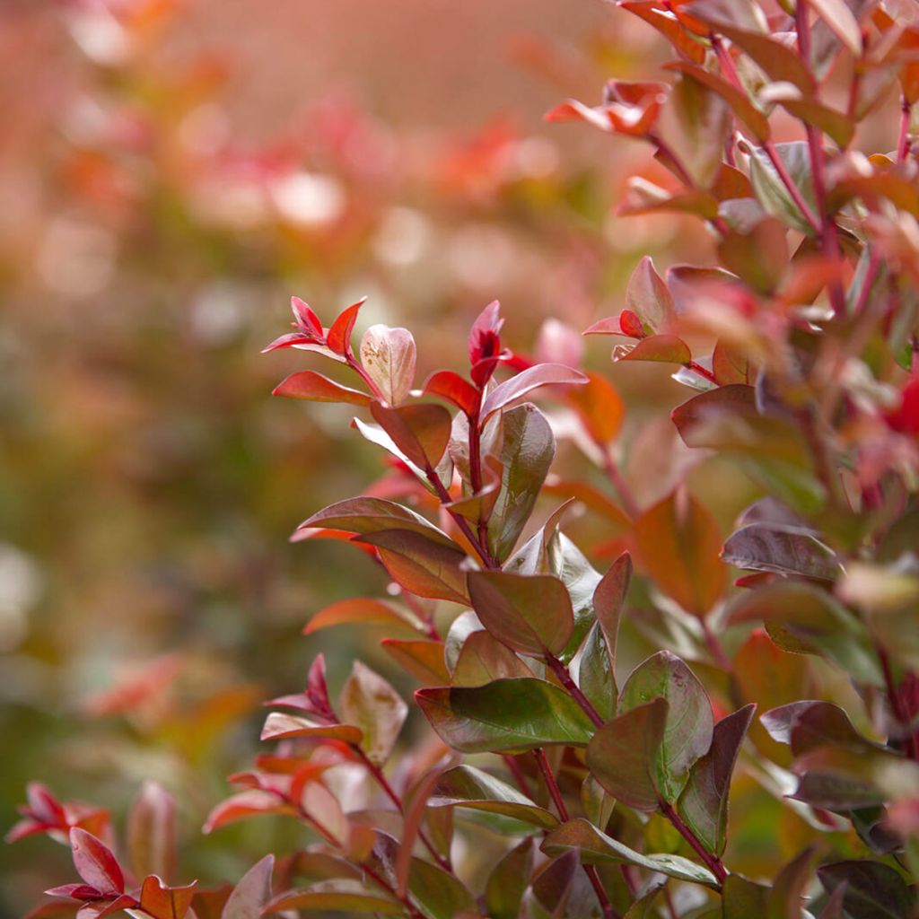 Lagerstroemia indica Ruffled Red Magic - Indische sering