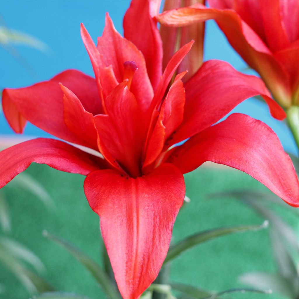 Aziatische dubbele lelie Bald Eagle