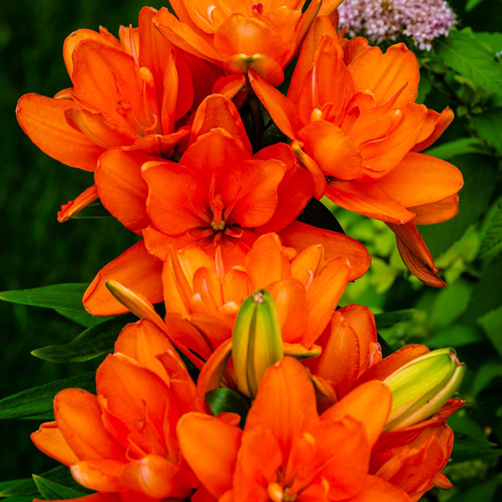 Aziatische dubbele lelie Hulk