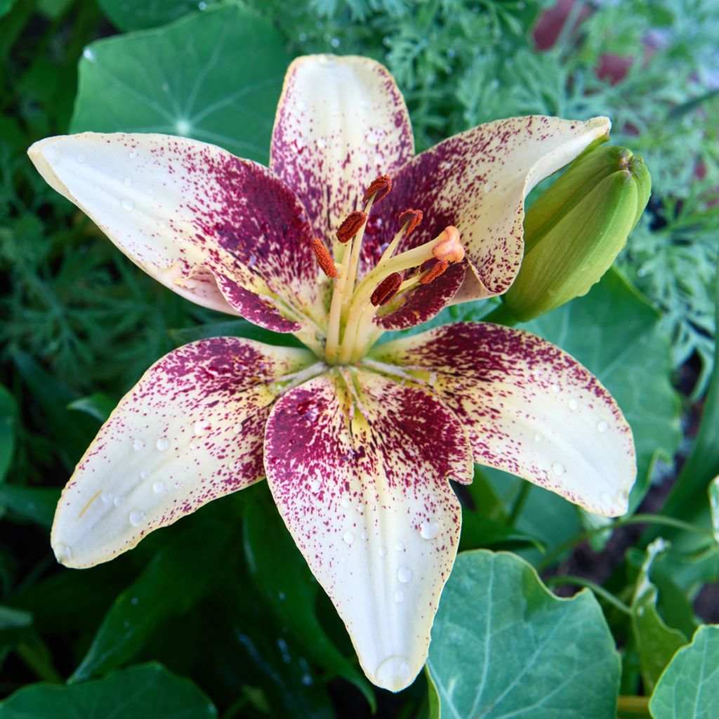 Aziatische lelie Tribal Dance