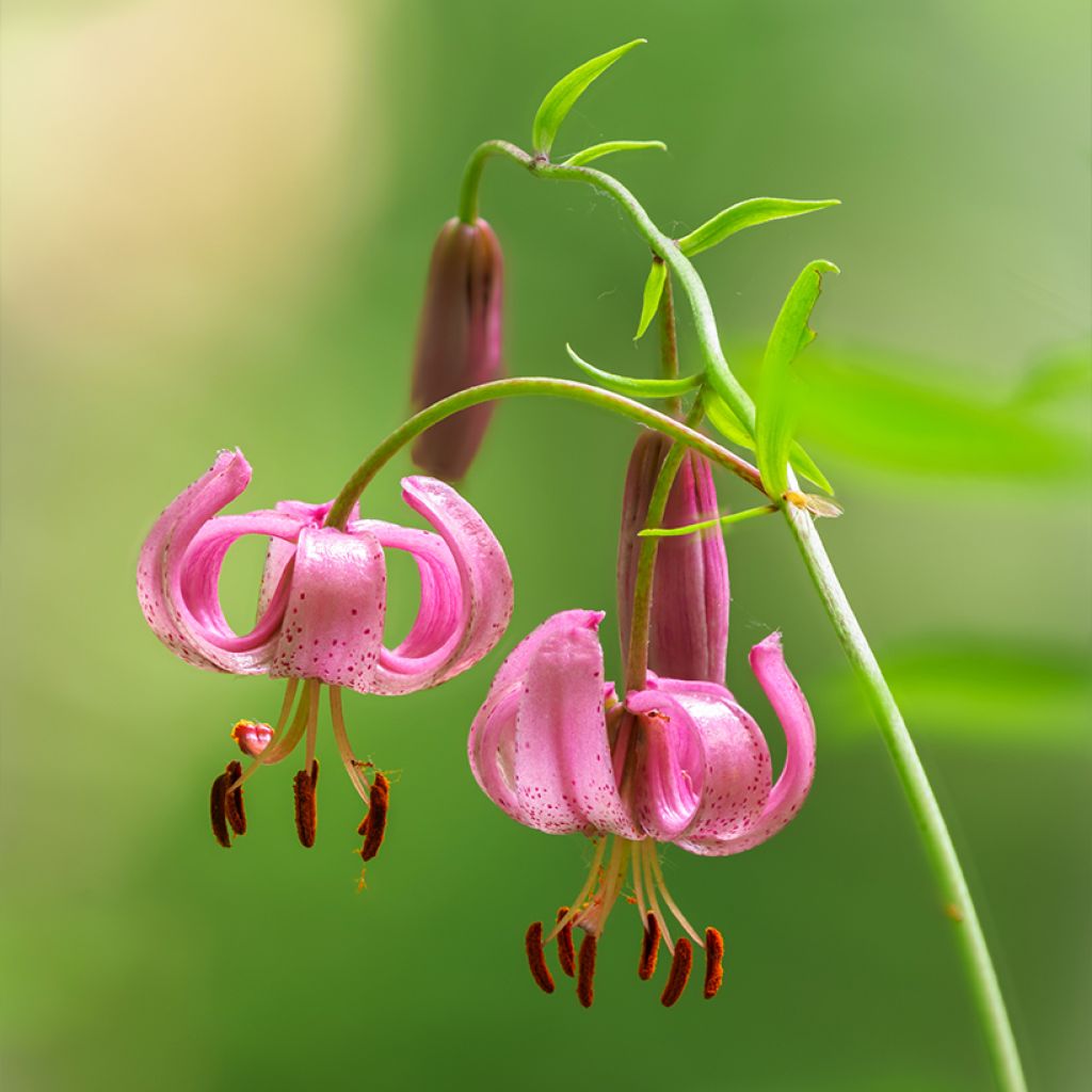Lilium martagon - Turkse lelie