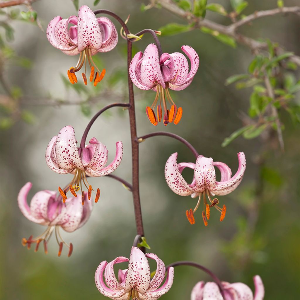 Lilium martagon - Turkse lelie