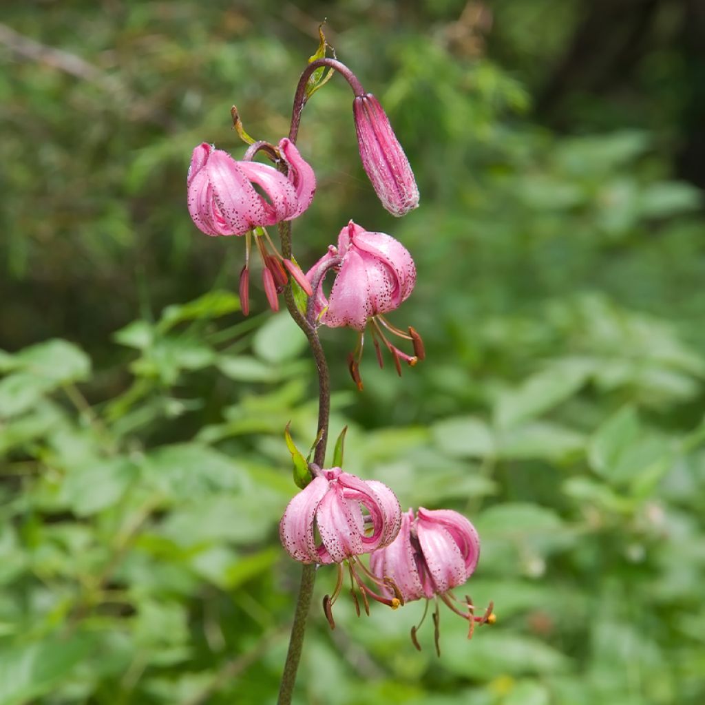Lilium martagon - Turkse lelie