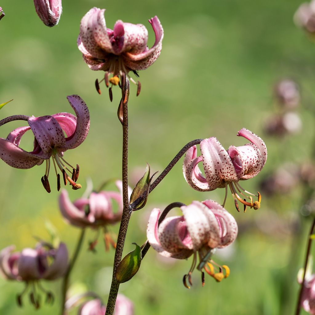 Lilium martagon - Turkse lelie