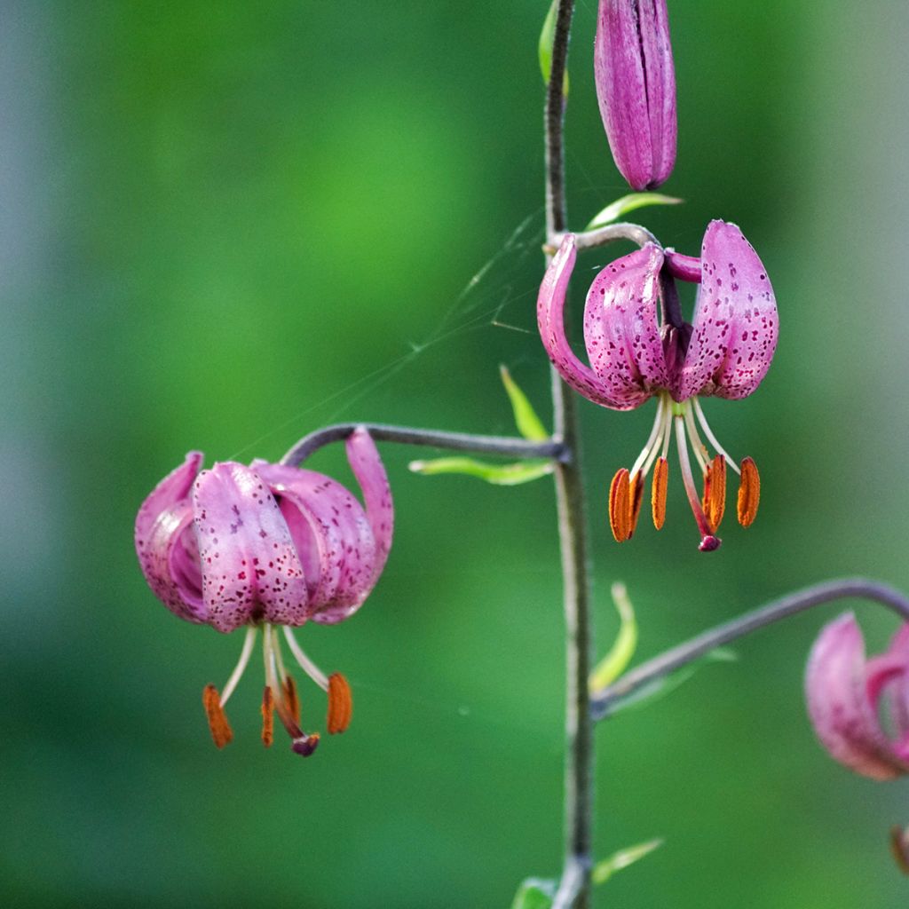 Lilium martagon - Turkse lelie