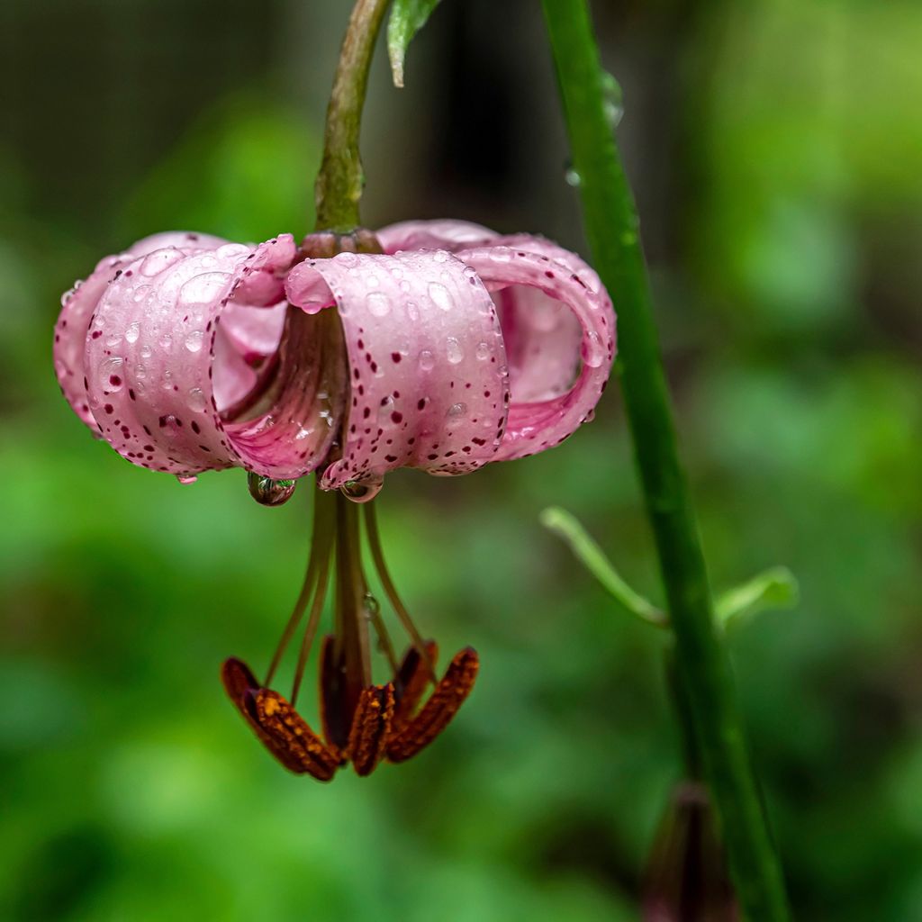 Lilium martagon - Turkse lelie