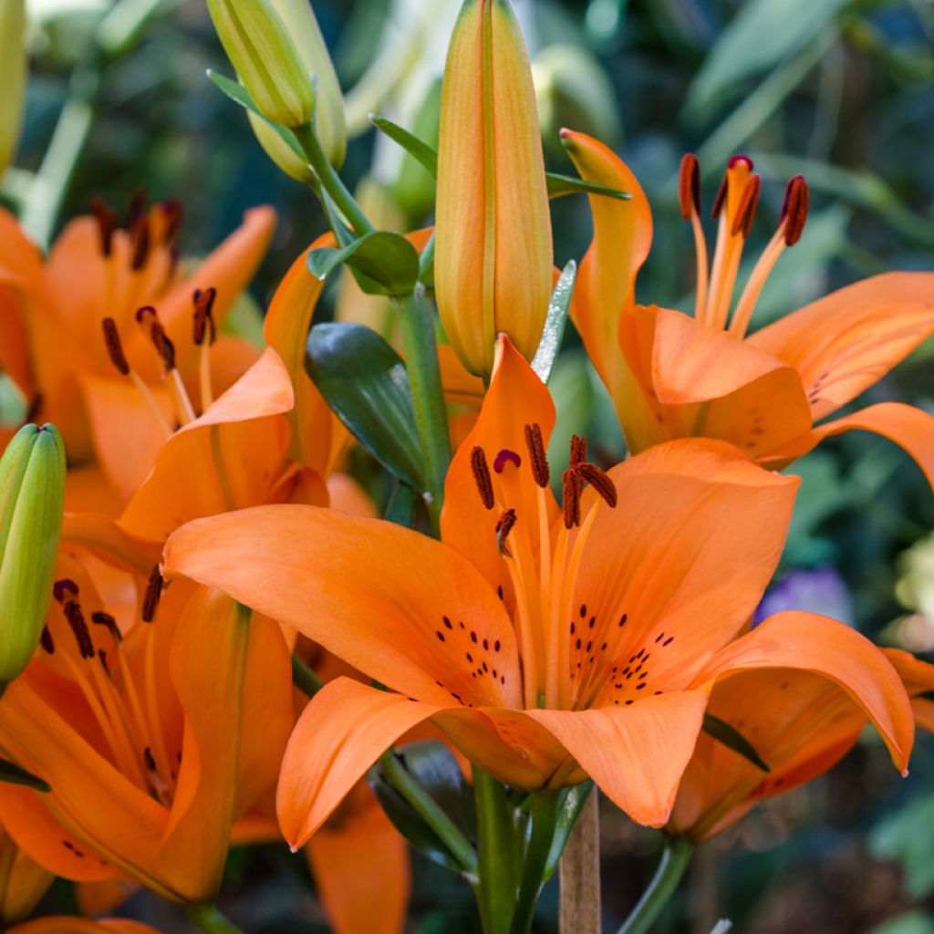 Lilium Tebaldi - Aziatische Lelie