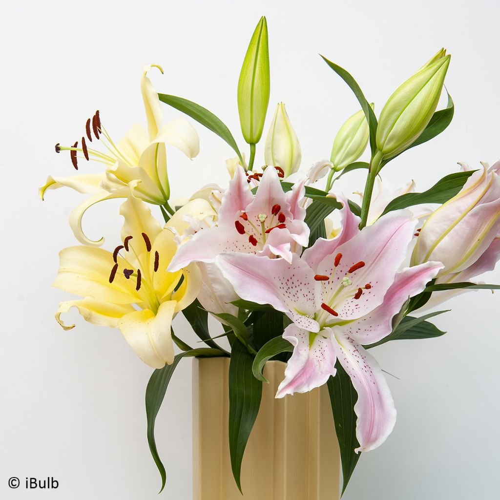 Lilium Bellville - Oriëntaalse lelie