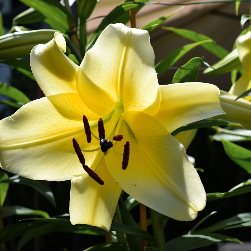 Lilium Bellville - Oriëntaalse lelie