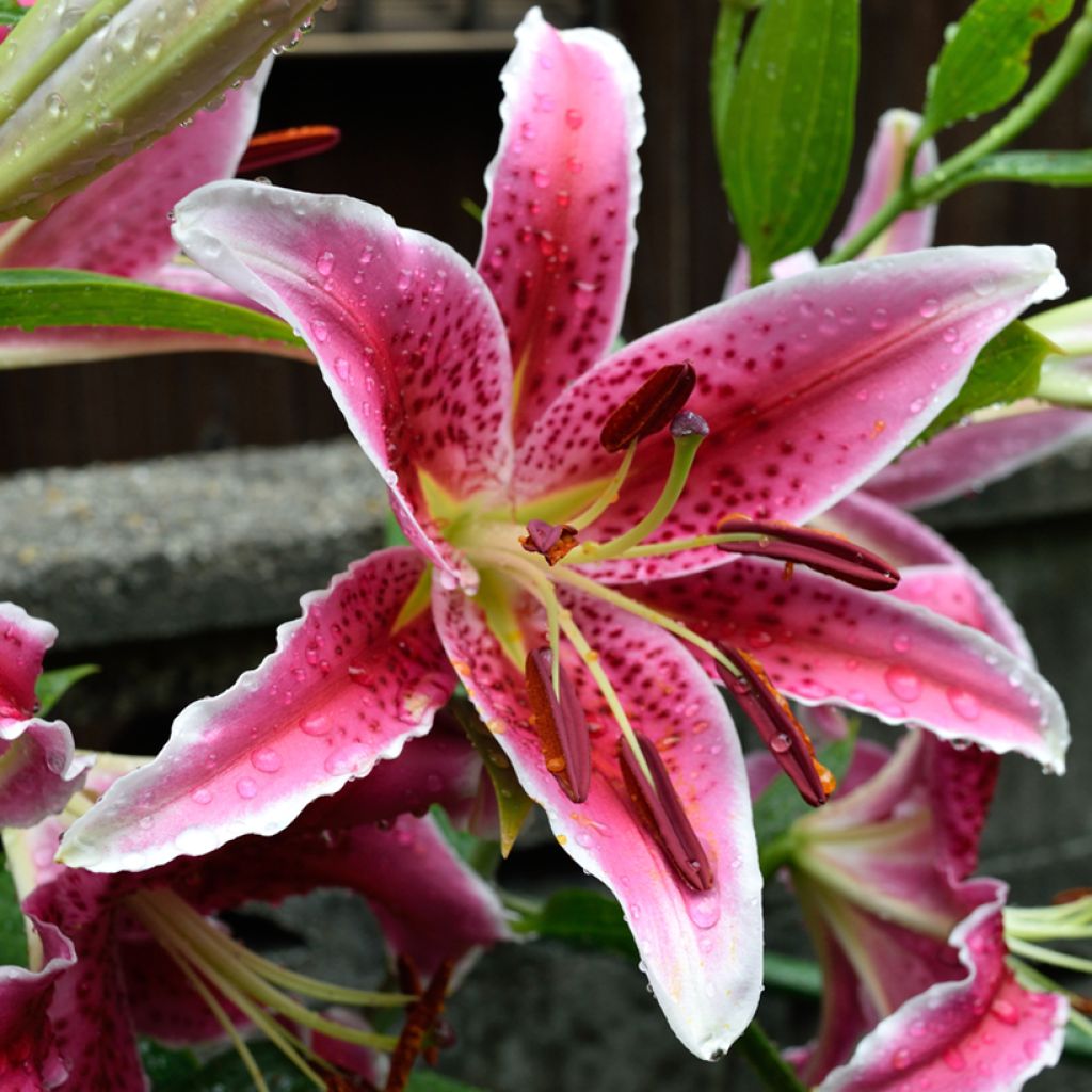 Lilium Imperial Crimson NA - Oriëntaalse lelie