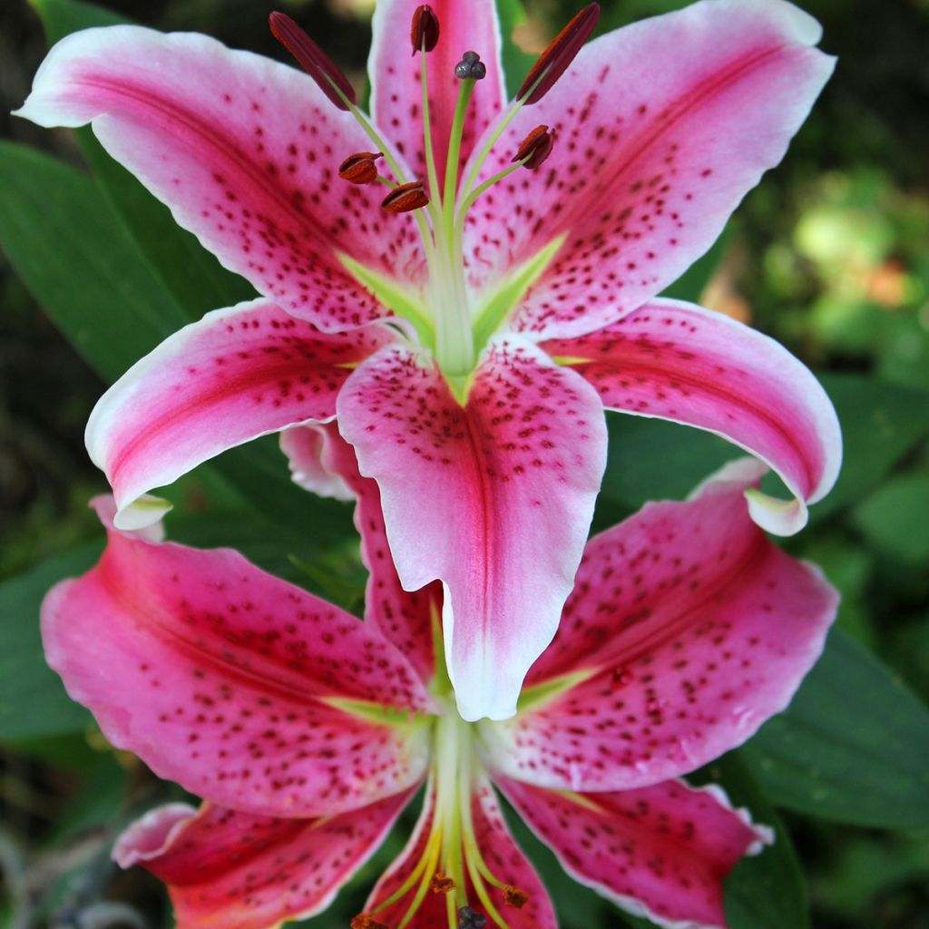 Lilium Imperial Crimson NA - Oriëntaalse lelie