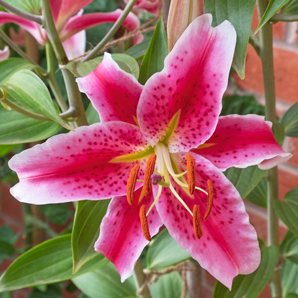 Lilium Imperial Crimson NA - Oriëntaalse lelie