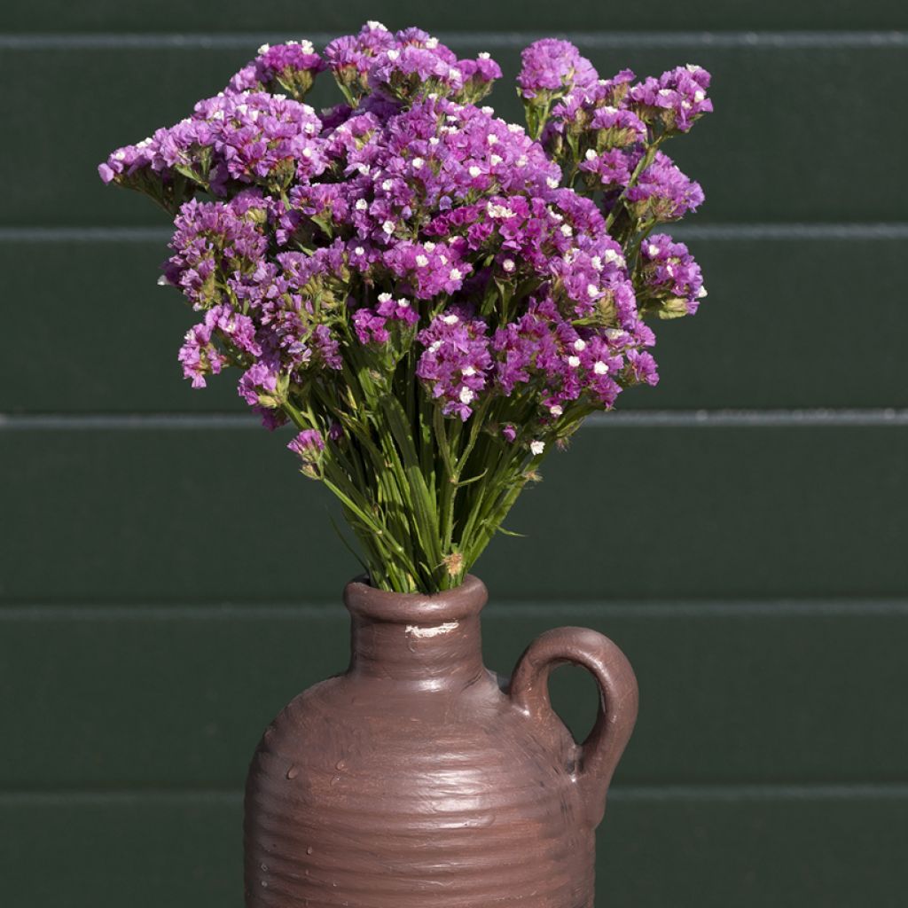 Limonium sinuatum Forever Rose (zaad) - Statice
