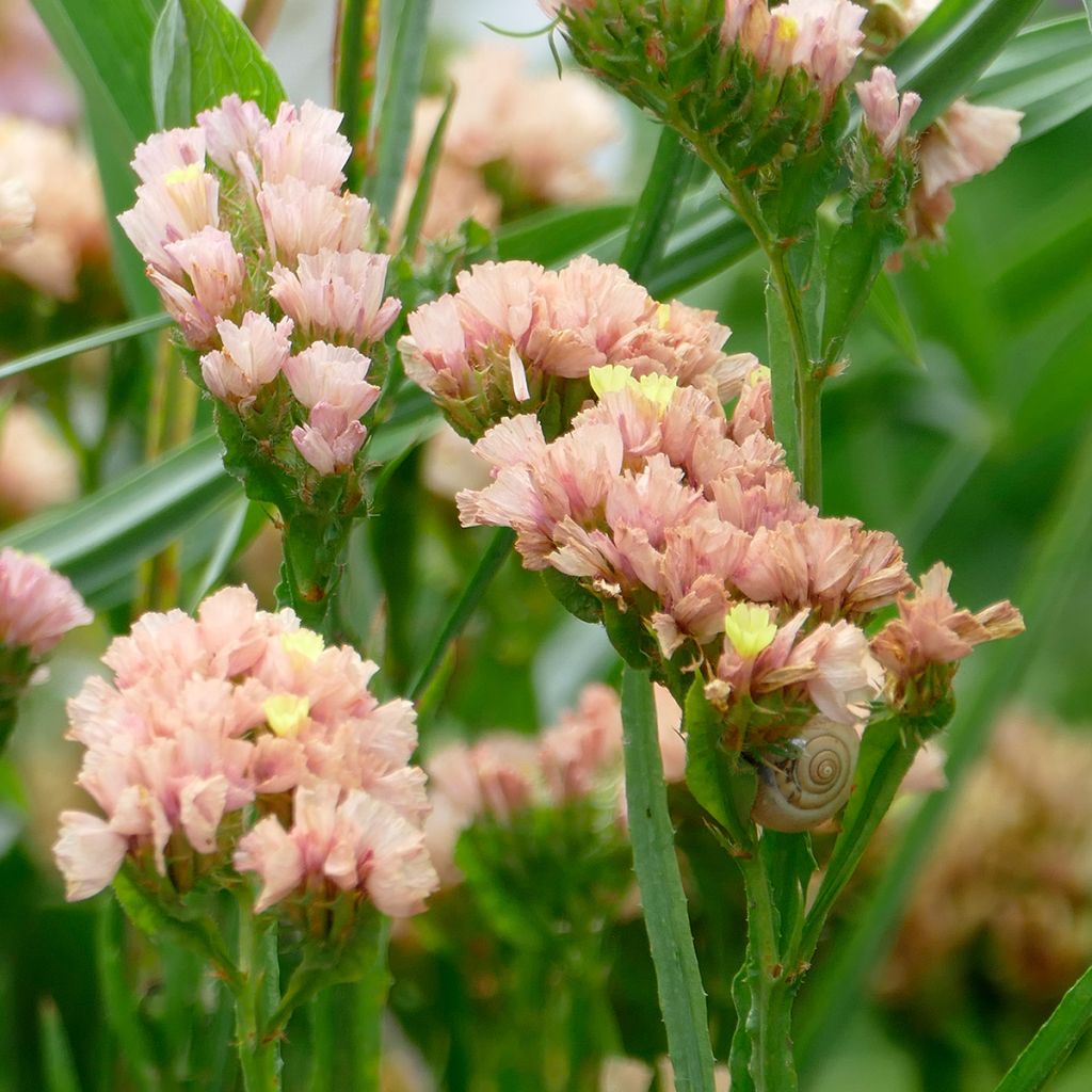 Limonium sinuatum QIS Apricot (zaad) - Statice