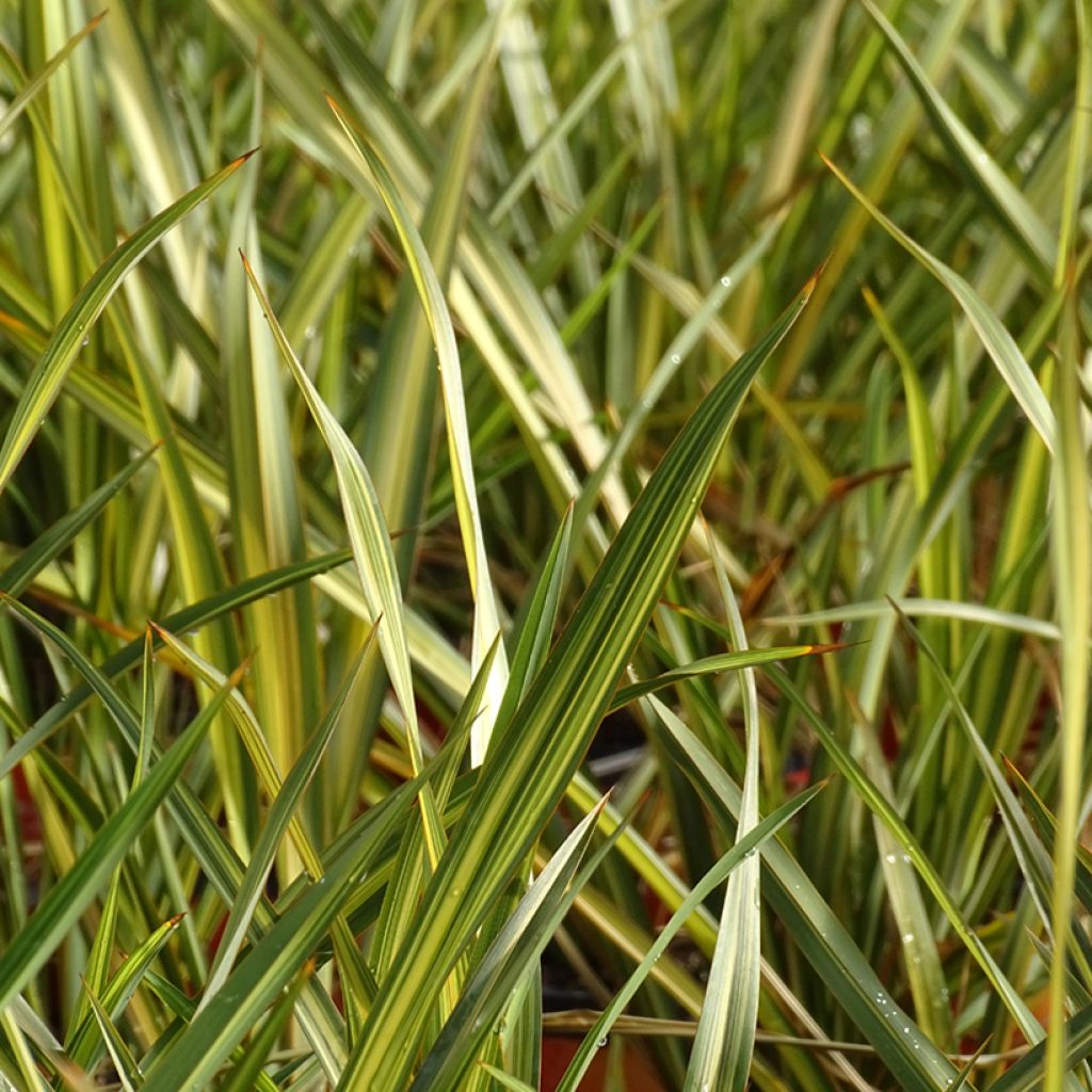 Phormium Apricot Queen - Nieuw-Zeelands vlas