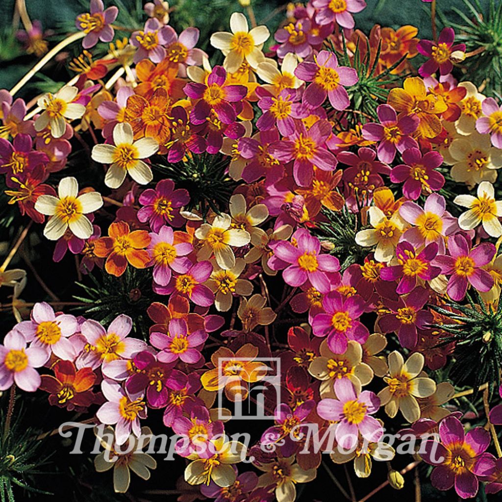 Linanthus Androsaceus French Hybrids 