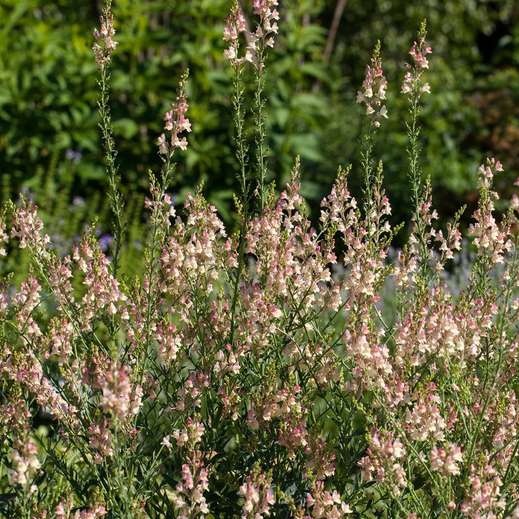 Linaria purpurea Peachy - Vlasleeuwenbek