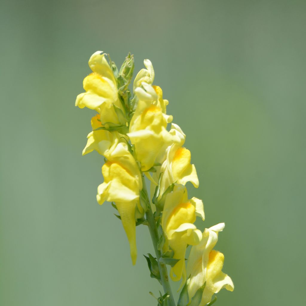 Linaria dalmatica - Vlasleeuwenbek