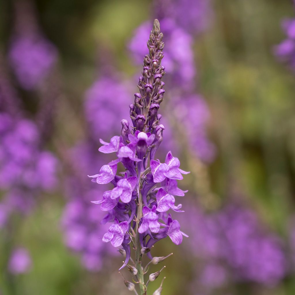 Linaria purpurea - Vlasleeuwenbek