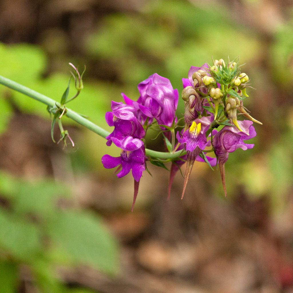 Linaria triornithophora - Drievogel-linaria