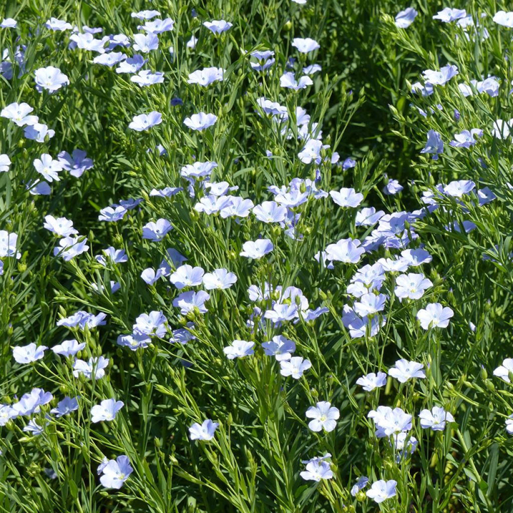 Linum grandiflorum Blue Dress (zaad) - Rood vlas