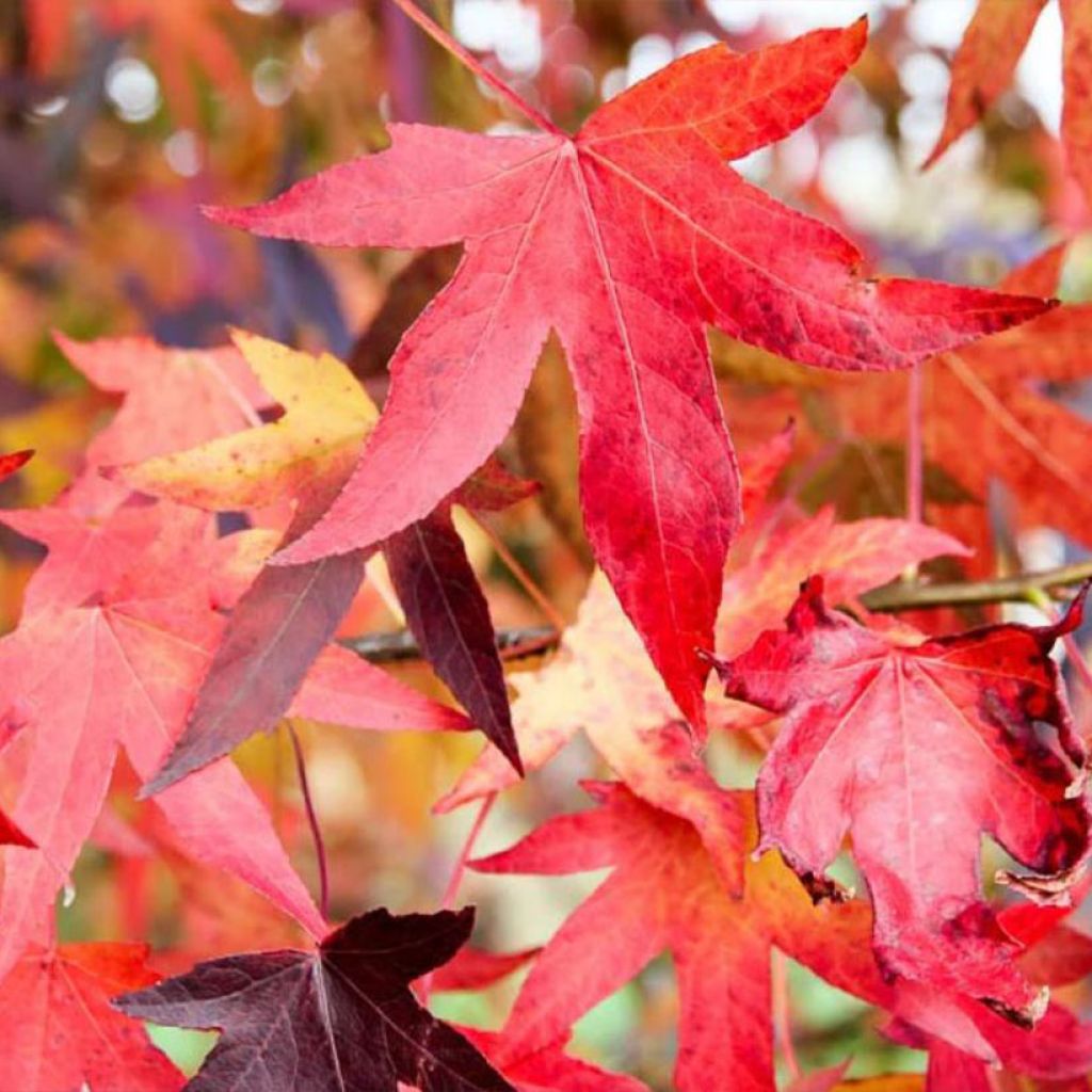 Liquidambar styraciflua Autumn Color Globe - Amberboom