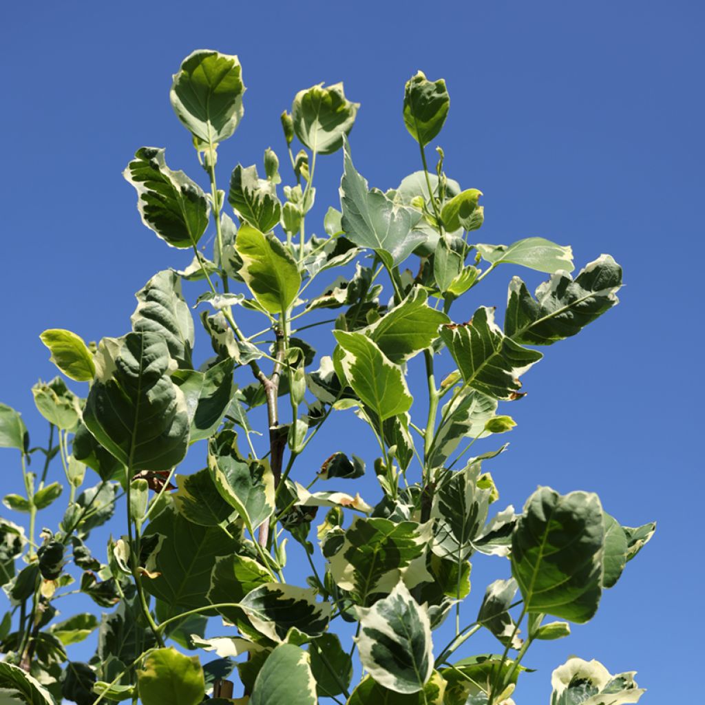 Liriodendron tulipifera Snowbird - Tulpenboom