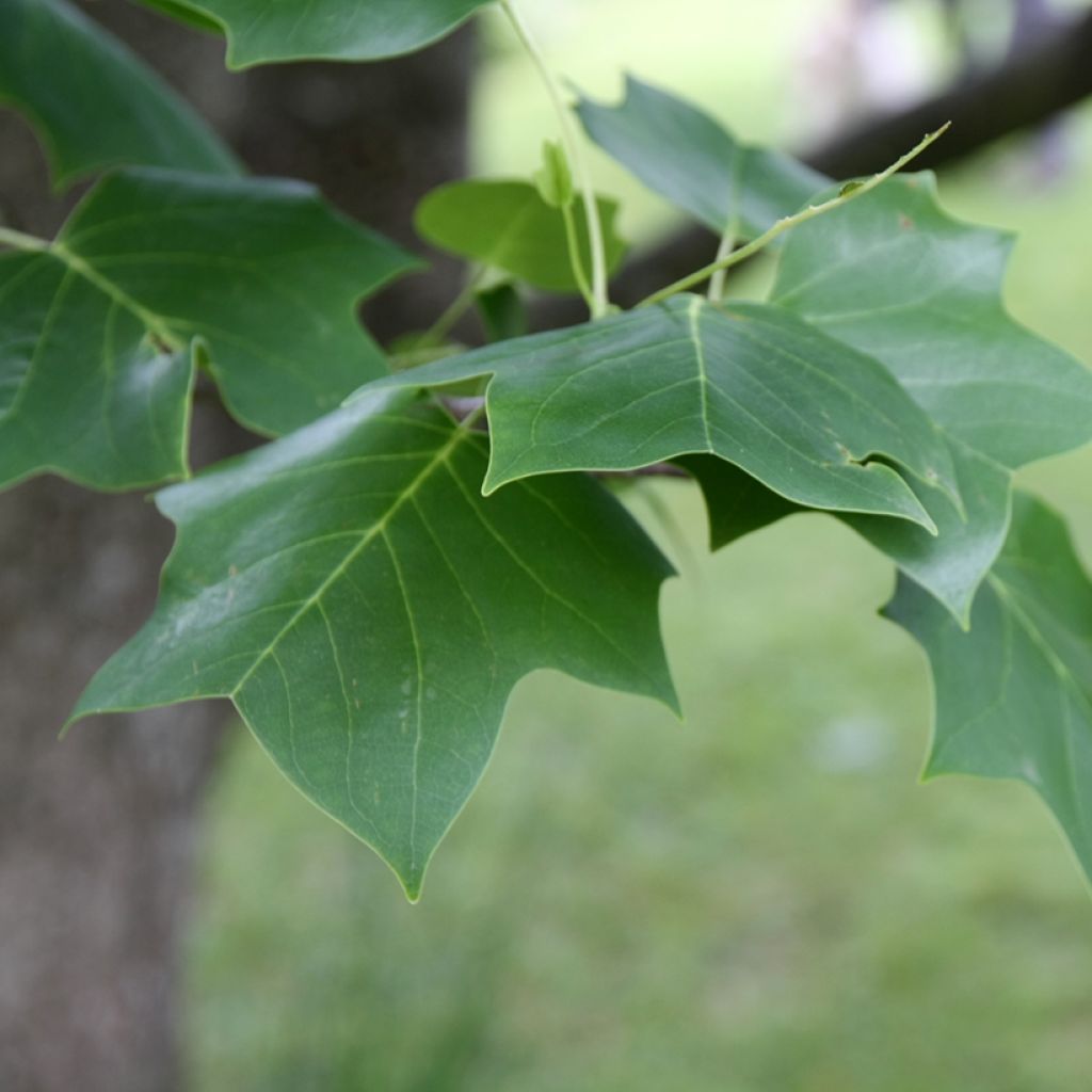 Liriodendron tulipifera - Tulpenboom