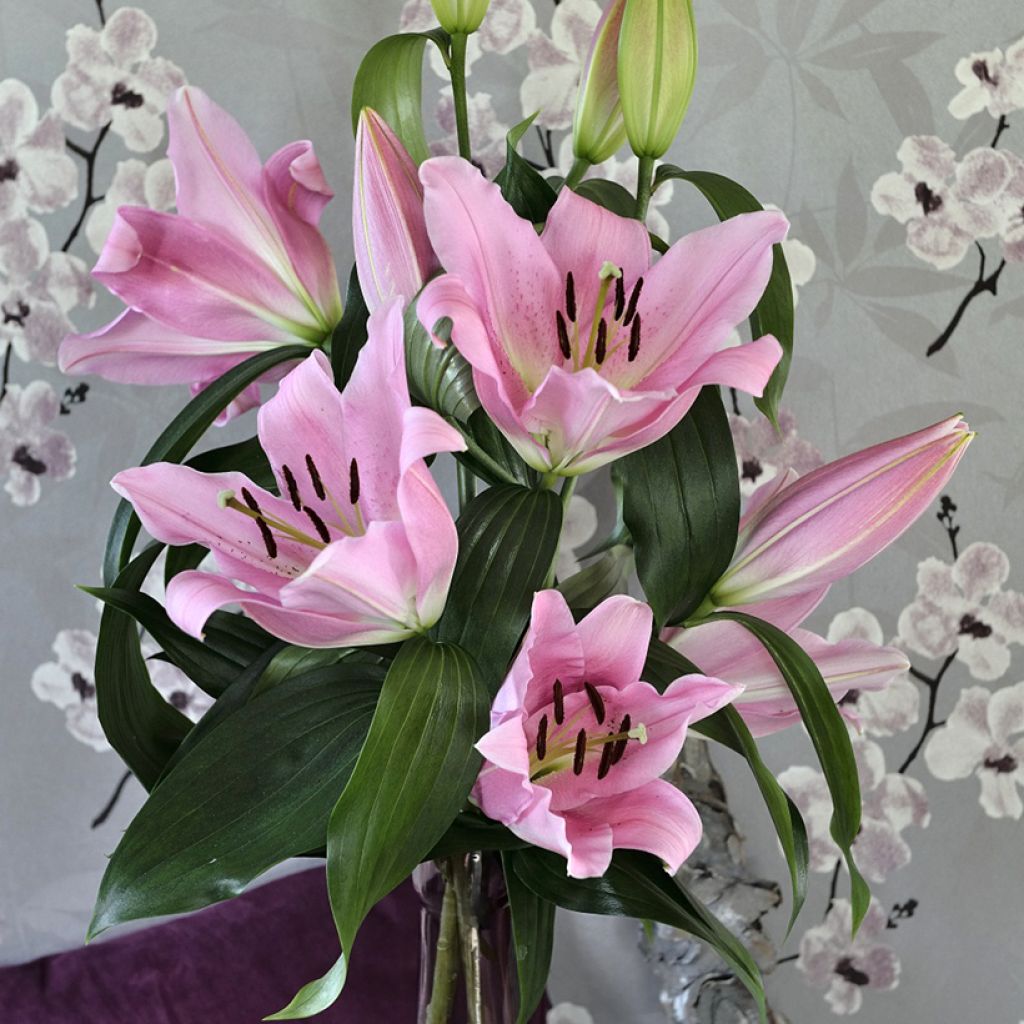 Lilium Bellamonte - Oriëntaalse lelie