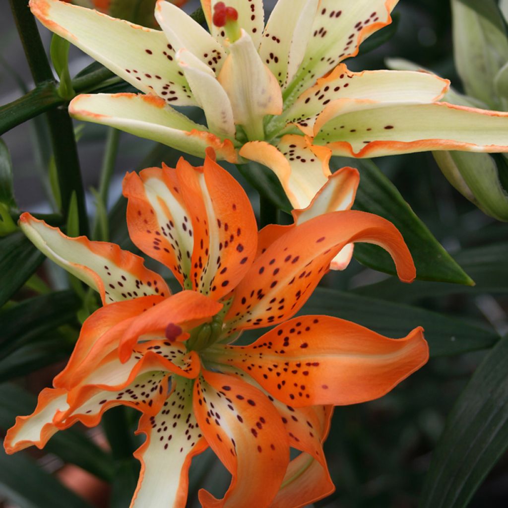 Lilium Must See - Aziatische Lelie